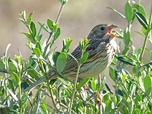 Corn Bunting - Emberiza calandra © John Muddeman